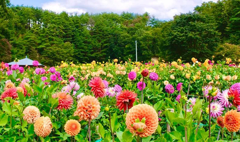 塙町大理花園